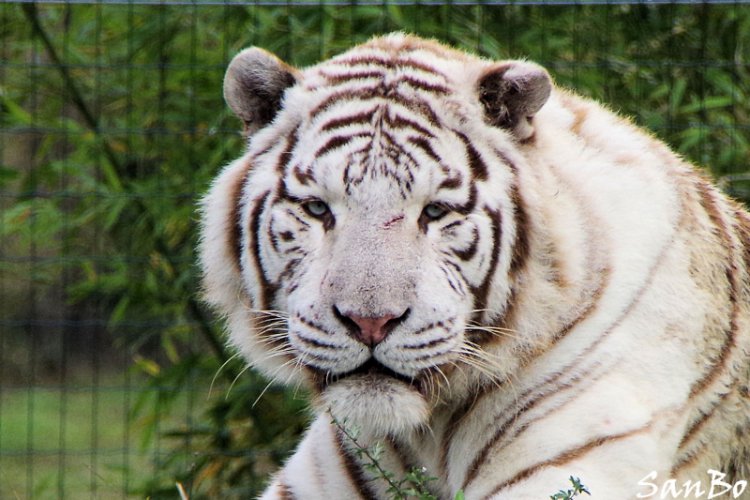 Photo tigre blanc
